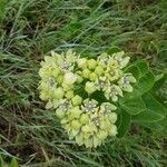 Asclepias viridis flower picture by Skorpion (cc-by-sa)