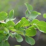 Haematoxylum brasiletto leaf picture by Nelson Zamora Villalobos (cc-by-nc)