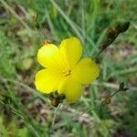 Linum maritimum flower picture by Jérôme Armand (cc-by-sa)