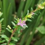 Cuphea hyssopifolia flower picture by Mauricio León Carreño (cc-by-sa)