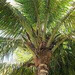 Cocos nucifera habit picture by Daniel Barthelemy (cc-by-sa)