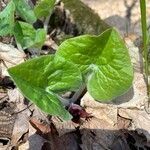 Asarum canadense leaf picture by Mylaine Dionne (cc-by-sa)