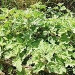 Althaea officinalis habit picture by Maxian Maradenne (cc-by-sa)