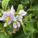 Solanum bonariense flower picture by Diego Alex (cc-by-sa)