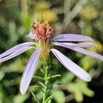 Galatella sedifolia flower picture by Joan Simon (cc-by-sa)