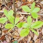 Rhododendron canescens leaf picture by Burns Francis (cc-by-sa)