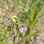 Dyschoriste oblongifolia flower picture by cthulhu mittens (cc-by-sa)