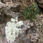 Saxifraga callosa habit picture by genevieve salvin (cc-by-sa)