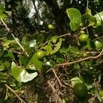 Flacourtia indica fruit picture by dominoel Dominique Grandgeorge (cc-by-sa)