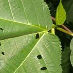 Urera fenestrata leaf picture by Nelson Zamora Villalobos (cc-by-nc)