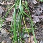 Zephyranthes atamasco leaf picture by Matt Miller (cc-by-sa)