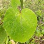 Clerodendrum speciosissimum leaf picture by tugdual herve (cc-by-sa)