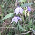 Solanum amygdalifolium flower picture by Trap Hers (cc-by-sa)