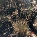 Stipa lagascae habit picture by Diego Alex (cc-by-sa)