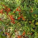 Pyracantha coccinea habit picture by Lydia Sara (cc-by-sa)