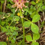 Trifolium spumosum flower picture by Martin Bishop (cc-by-sa)