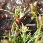 Juncus bulbosus fruit picture by Sylvain Piry (cc-by-sa)