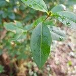 Ligustrum vulgare leaf picture by Hayley Thatcher (cc-by-sa)