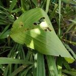 Curcuma longa leaf picture by Isabelle robert (cc-by-sa)