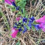 Echium rosulatum flower picture by Borgess Lais (cc-by-sa)