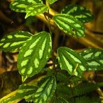 Pilea cadierei leaf picture by Barros Carlos Eduardo (cc-by-sa)