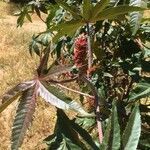 Ricinus communis flower picture by Anthony Gutierrez (cc-by-sa)