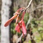 Acer rubrum fruit picture by Chris Griggs (cc-by-sa)