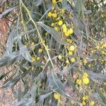 Acacia retinodes leaf picture by Rodríguez Alfredo (cc-by-sa)