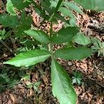 Paullinia pinnata leaf picture by Juan Carlos Ordonez (cc-by-sa)