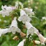 Penstemon digitalis flower picture by ben vc (cc-by-sa)