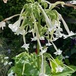 Nicotiana sylvestris flower picture by Paul Davies (cc-by-sa)