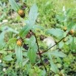 Bidens tripartita habit picture by Françoise Peyrissat (cc-by-sa)