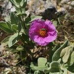 Cistus albidus flower picture by Jaume Dalmau (cc-by-sa)