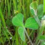 Trifolium incarnatum leaf picture by Isabelle Ribaute (cc-by-sa)