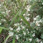 Correa alba habit picture by Georg Dean (cc-by-sa)