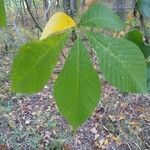 Aesculus pavia leaf picture by Kenyon Gradert (cc-by-sa)