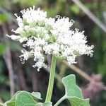 Mikania periplocifolia flower picture by Trap Hers (cc-by-sa)