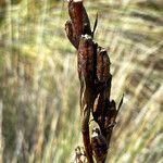 Orthrosanthus chimboracensis fruit picture by Fabien Anthelme (cc-by-sa)