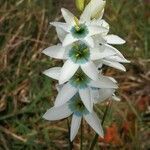 Ixia polystachya flower picture by Liz Sparg (cc-by-sa)