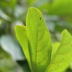 Cordia caffra leaf picture by Maarten Vanhove (cc-by-sa)