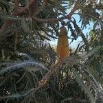 Banksia ashbyi flower picture by Risheng Lin (cc-by-sa)