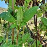 Dipsacus pinnatifidus leaf picture by susan brown (cc-by-sa)