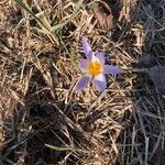 Crocus versicolor flower picture by cristina cenci (cc-by-sa)