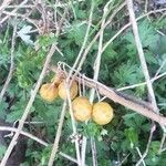 Solanum carolinense fruit picture by terple purp (cc-by-sa)