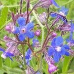 Anchusa strigosa flower picture by Mehmet Basbag (cc-by-sa)