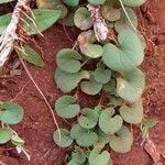 Dichondra macrocalyx leaf picture by Trap Hers (cc-by-sa)