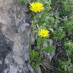 Hieracium cerinthoides habit picture by Alain Bigou (cc-by-sa)