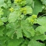 Alchemilla mollis flower picture by Stoegerer Franz (cc-by-sa)