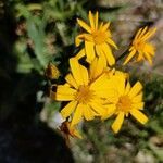 Senecio pyrenaicus flower picture by tete gerard cozar (cc-by-sa)