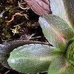 Eryngium humile leaf picture by Fabien Anthelme (cc-by-sa)